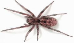 5 Different Ways That You Can Employ For Getting Rid of Wolf Spiders
