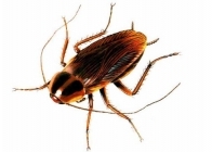 General Information on Australian Cockroaches