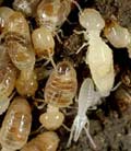 Some Natural Methods for Preventing Termite Infestations