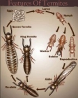 Features Of Termites