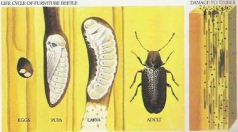 How to Deal With Some Common Wood Borers?