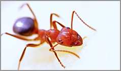 Kick Out Ants From Your House Naturally