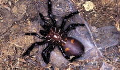 Most Dangerous Spiders Of Australia