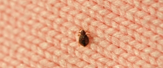 How To Keep Bed Bugs Away From Coming Home With You