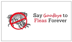 How to Say Goodbye to Fleas Forever?