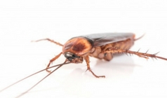 3 Common Cockroach Species Invading Human Dwellings