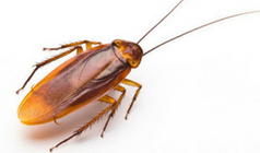 Interesting Facts About Cockroaches