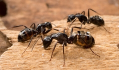Reasons To Opt For Trusted Pest Control Services