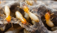 Why You Should Invest On A Termite Pest Controller?