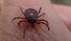 Why Ticks Controlling Is So Important?