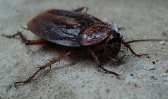 A Brief Note on Smart Tips and Tricks to Control Pest Infestation