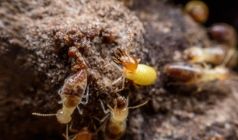 4 Signs That Indicate You May Have Termites In Your Home