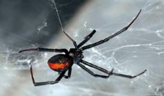 Top seven deadly spiders in Australia