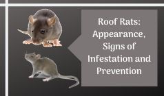 Roof Rats: Appearance, Signs of Infestation and Prevention