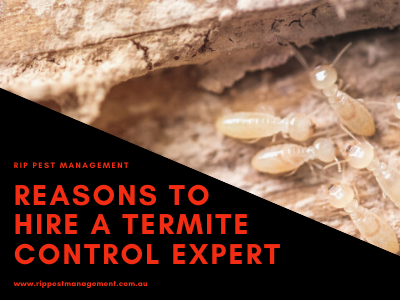 What Are The Reasons To Hire A Termite Control Expert?