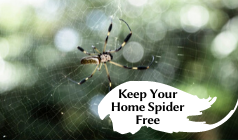 9 Effective Ways to Keep Your Home Spider Free