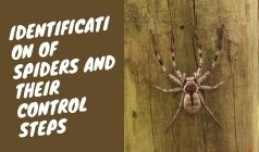 Facts, Identification of Spiders and their Control Steps
