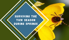 A Detailed Guide On Surviving the Tick Season During Springs