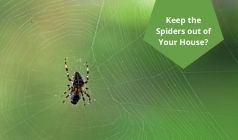 What Should You Do To Keep the Spiders out of Your House?
