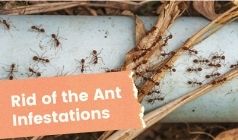 3Works the Ant Control Experts Conduct for Getting Rid of the Ant Infestations