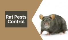 5 Rat Pests Control Myths You Must Never Believe