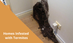 Can the Brick Homes in Narrabeen be Infested With Termites?