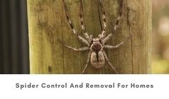 Some Vital Tips and Advice Regarding Spider Control and Removal for Homes