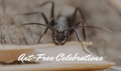 How Can You Have Ant-Free Celebrations?