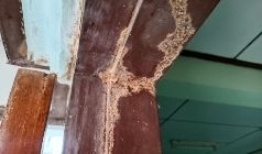 Are The Termites Attached To Particular Wood Types?