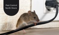 How Can You Determine When The Pest Problems Need Professional Intervention?