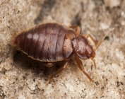 More about Bed Bugs