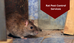 A Brief Guide On Rat Infestations In Strata Communities