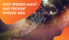 What Should You Do To Keep Spiders Away And Prevent Spiders Web?