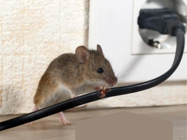 How Can You Know You Have Rats And Mice At Home?