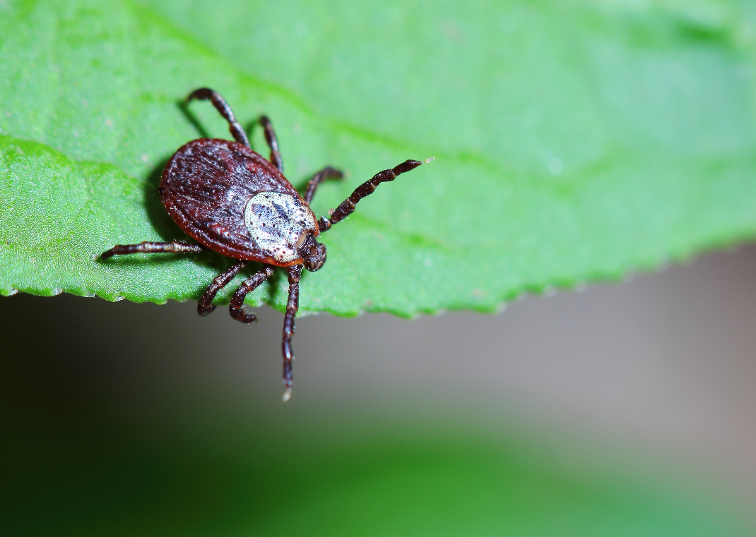 Expert advices to prepare your home for effective Tick Spraying