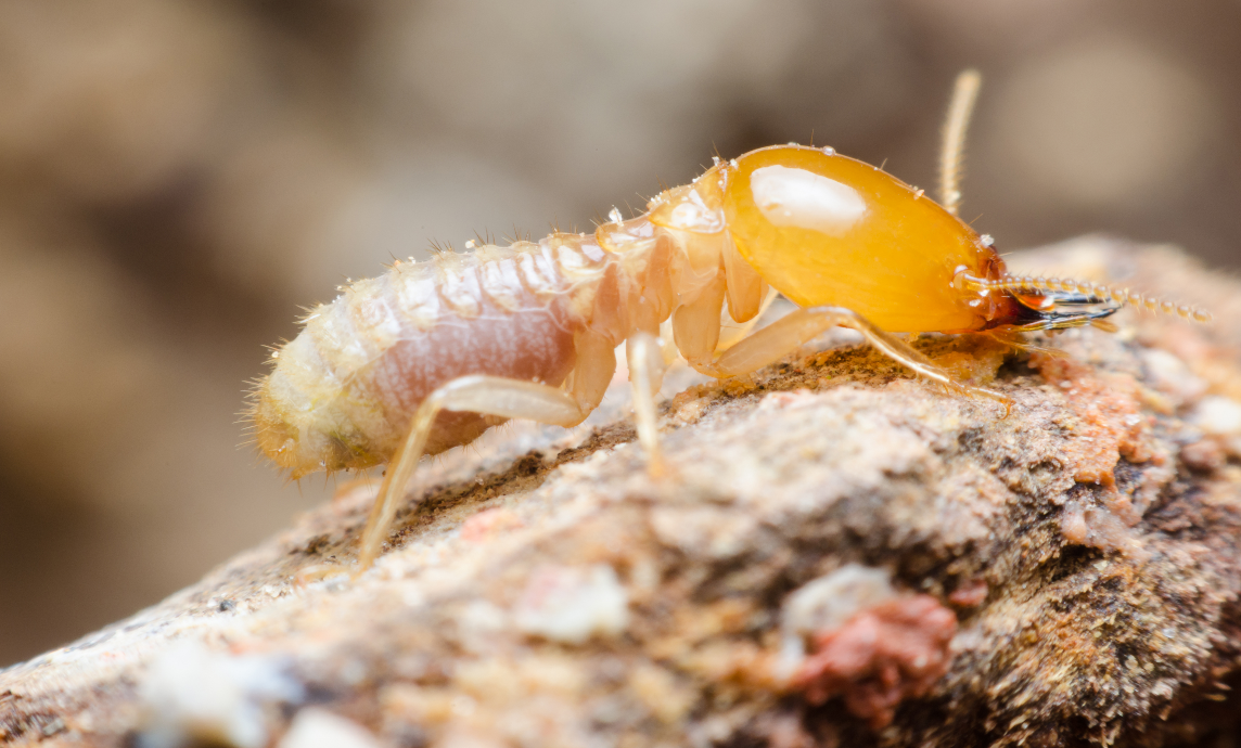 Lesser known facts about termites