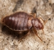 More about Bed Bugs