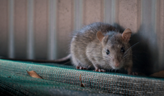 Rat Pest Control Hornsby, Rat Control Services North Shore