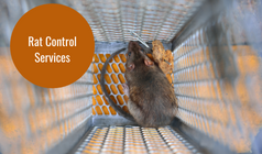 How Does Rat Control Services Help In Eliminating Repeated Rat Infestation Issues?
