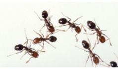 The Types Of Ants You See At Home But Do Not Know Of