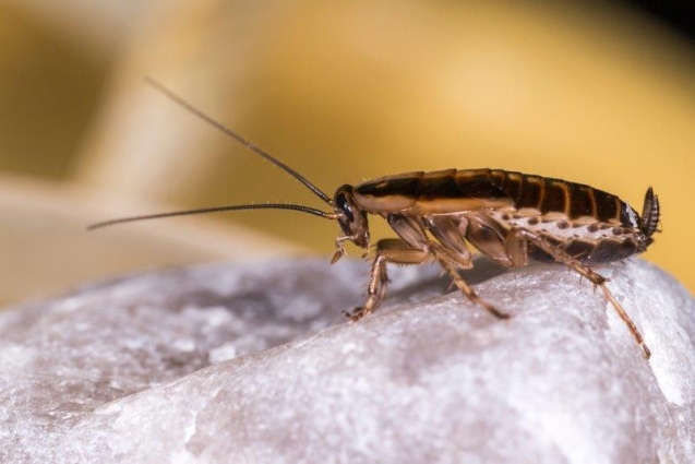 Cockroach Control Northern Beaches