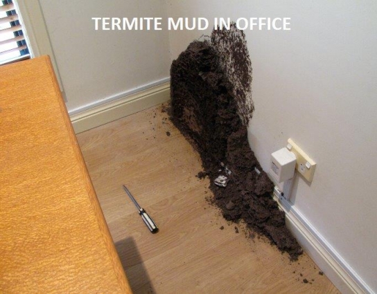 Are The Termites Active When The Winters Settles Down?