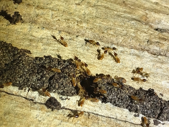 Termite Control Narrabeen