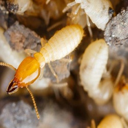 termite inspections northern beaches