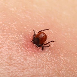 ticks attack
